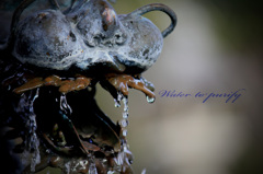 Water to purify 