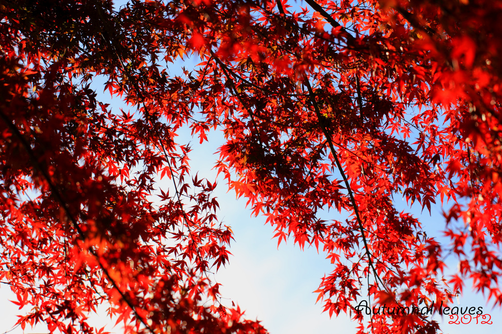 紅葉１３