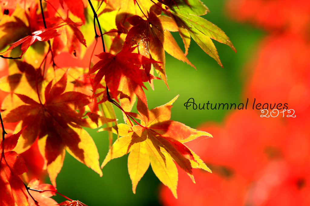 紅葉１１