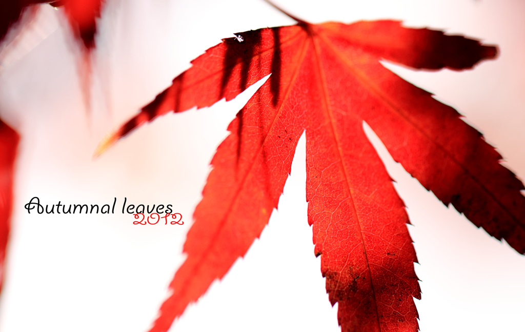 紅葉４