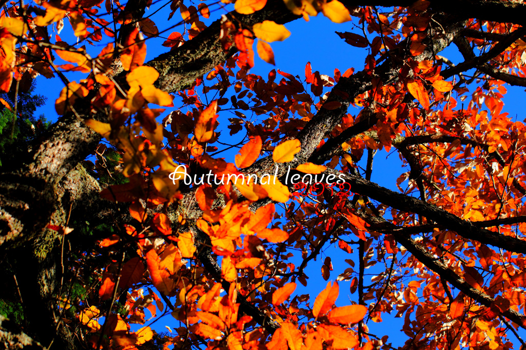 紅葉８