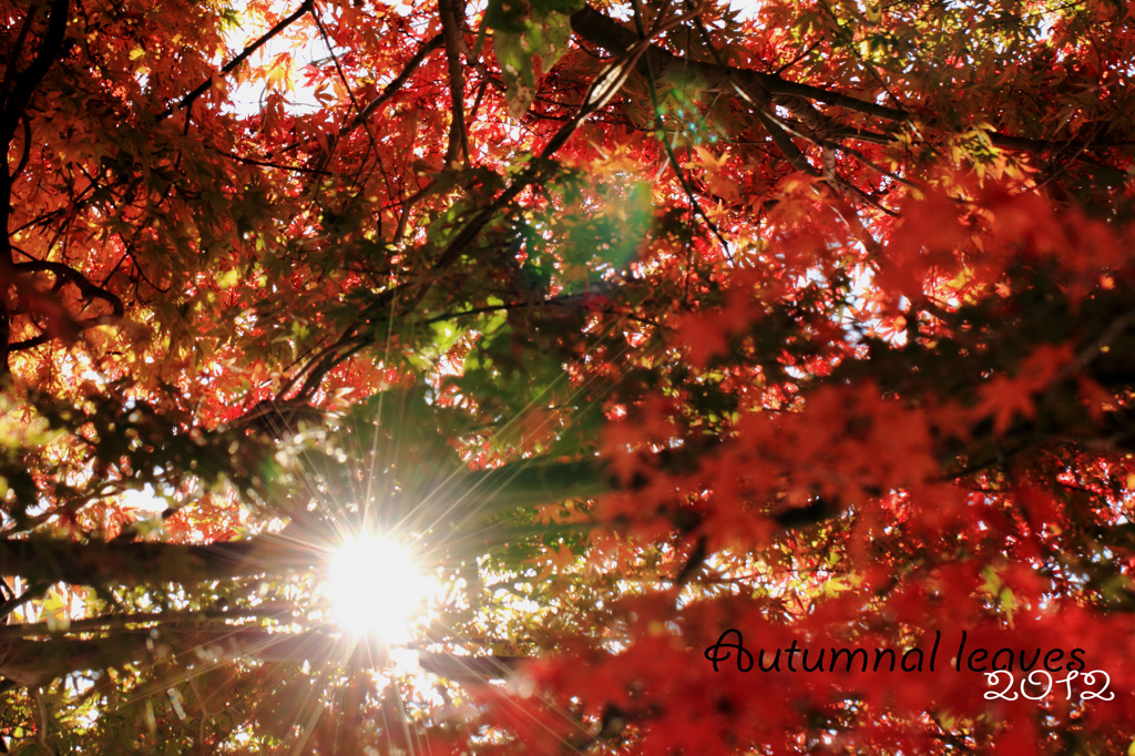 紅葉５