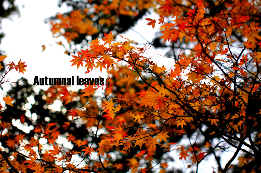 紅葉１