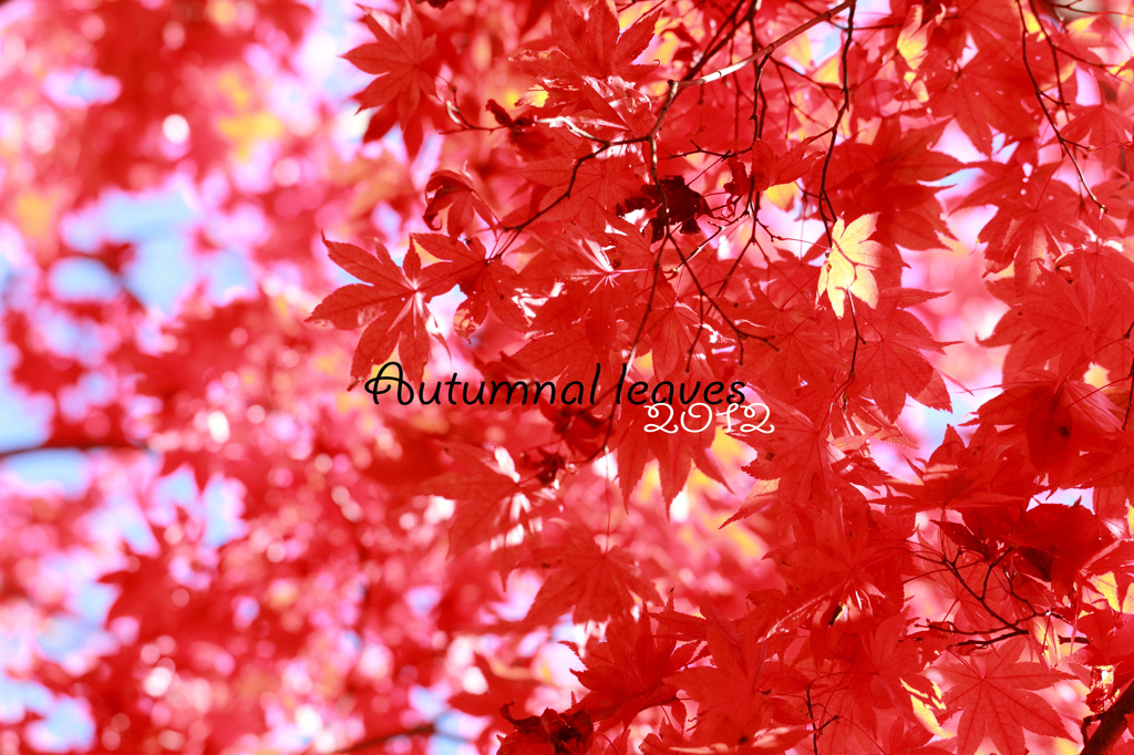 紅葉３
