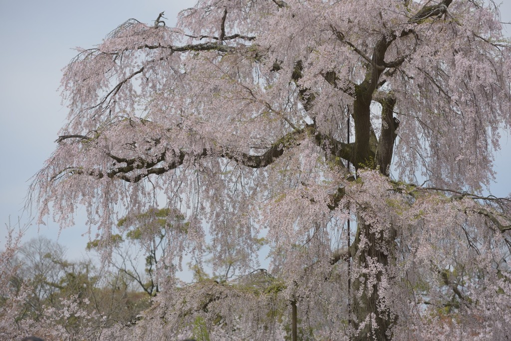 円山桜