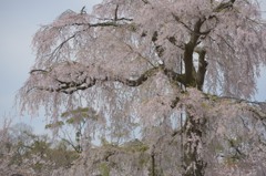 円山桜
