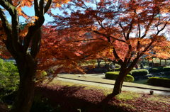 曽木公園の紅葉