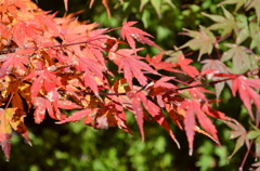 曽木公園の紅葉