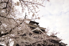 桜×熊本城