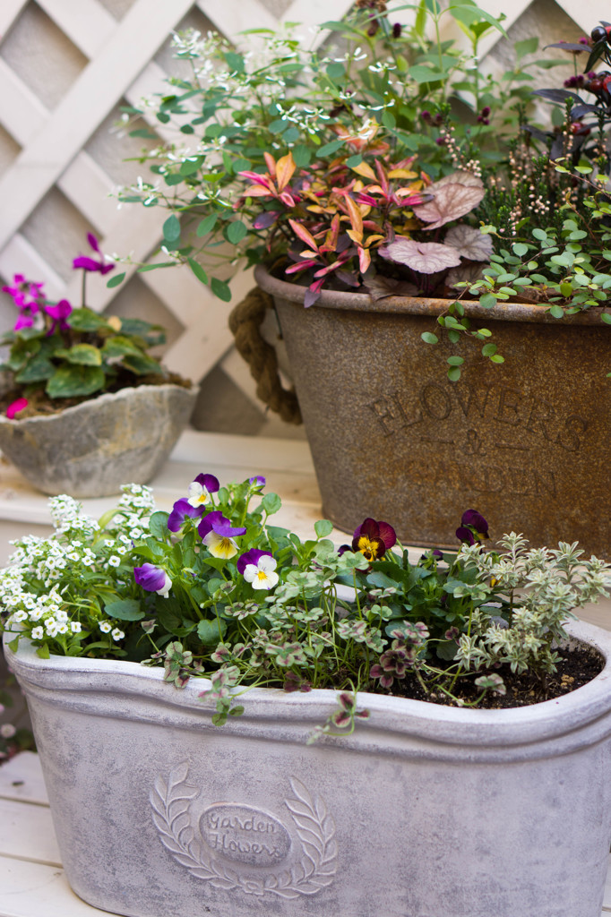 寄せ植え　2015冬