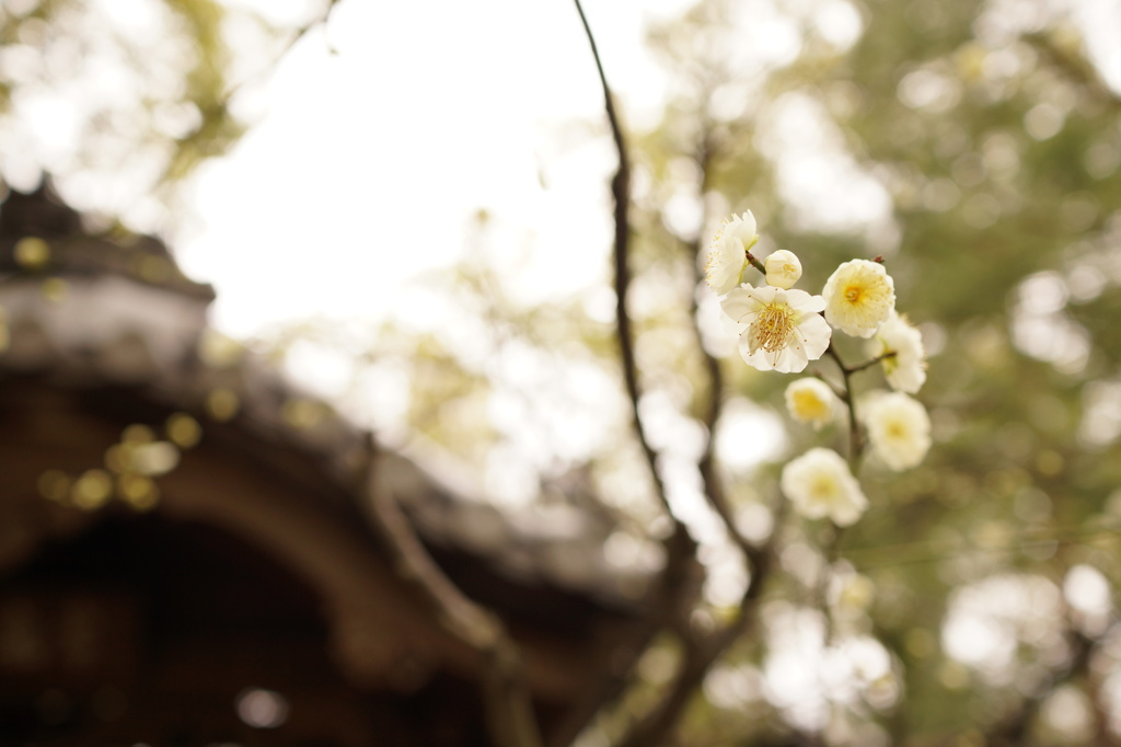 神社の梅