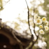 神社の梅