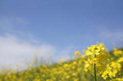 菜の花