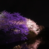 夜桜