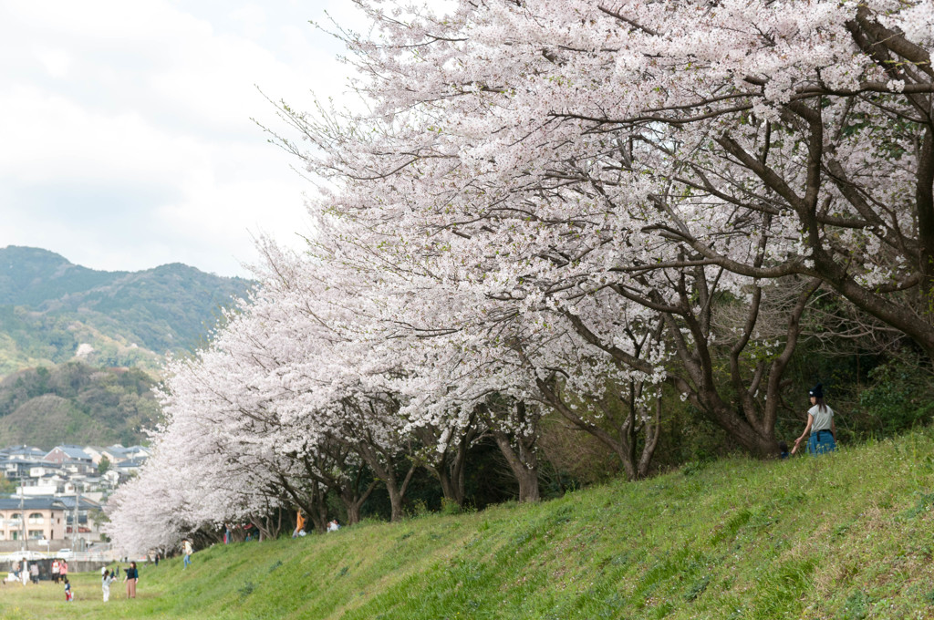 桜並木