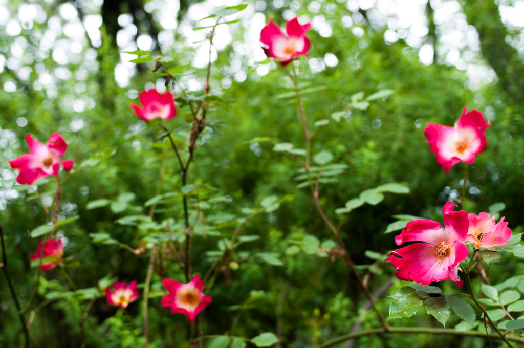 English Garden 4