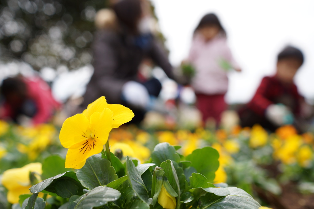 親子で花植え