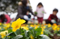 親子で花植え