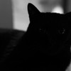 黒猫2