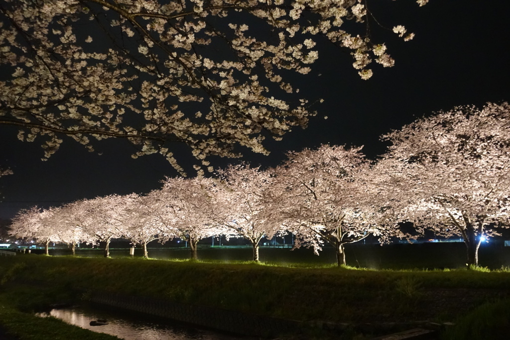 雨×桜