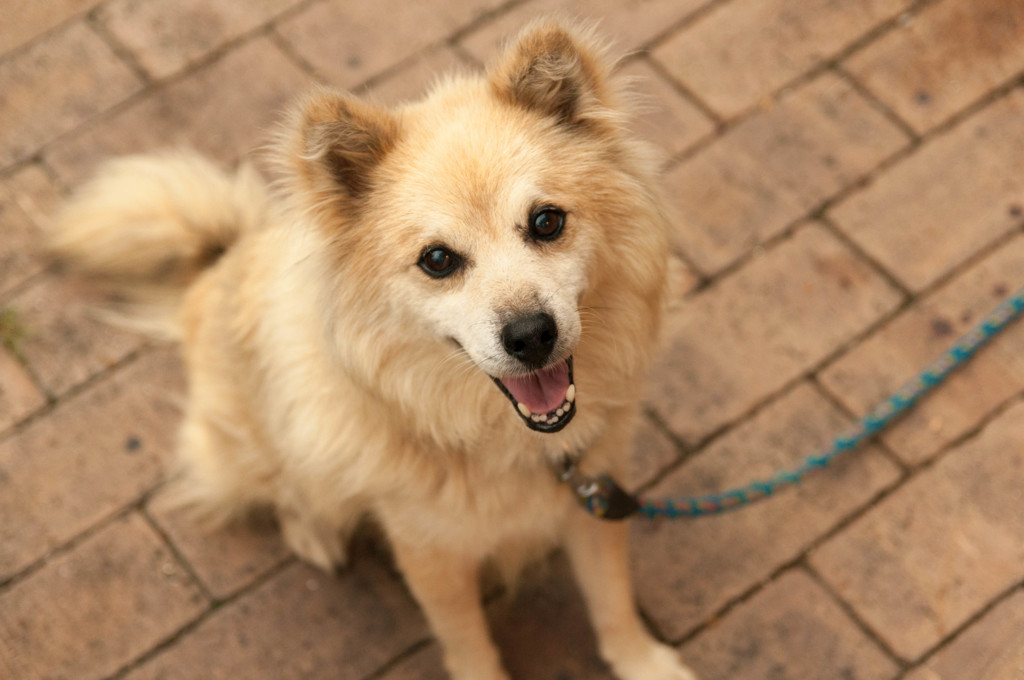 愛犬2