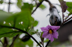 茄子の花