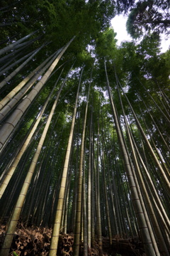 竹林