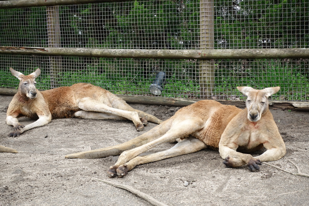 カンガルー