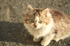 子猫