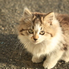 子猫