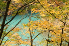 紅葉2