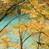 紅葉2