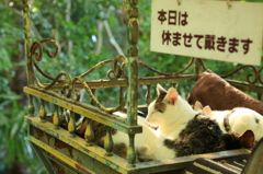 本日は休ませて頂きます