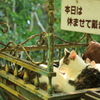 本日は休ませて頂きます