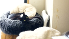 にゃご