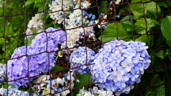 紫陽花