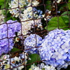 紫陽花