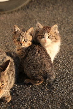 子猫2