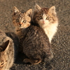 子猫2