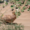 野鳥の会ごっこ1