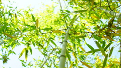 青竹