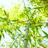 青竹