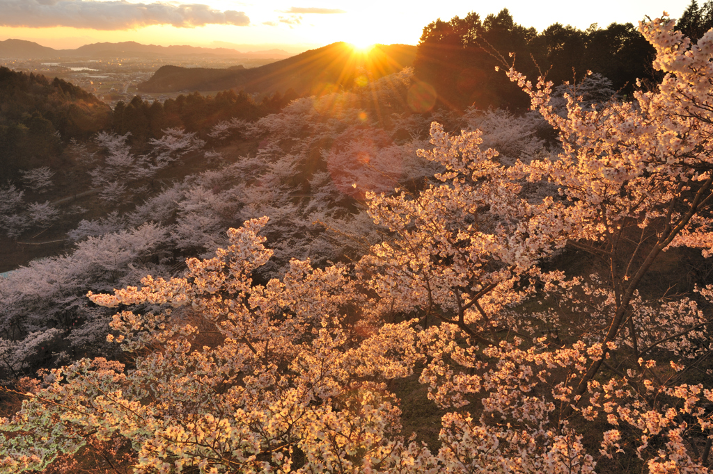 夕日に輝く