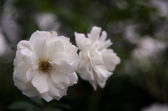 秋薔薇3
