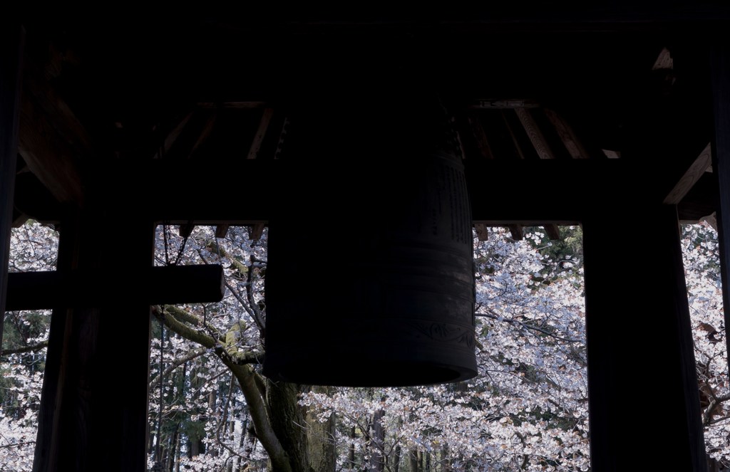 鐘と桜