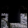 鐘と桜