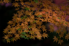 秋趣