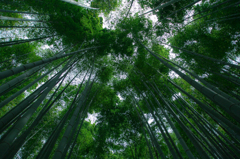 竹の庭