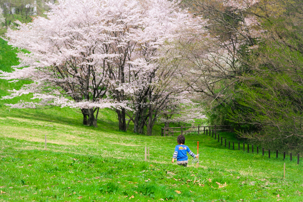 桜の見える丘