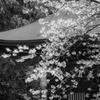 山桜4